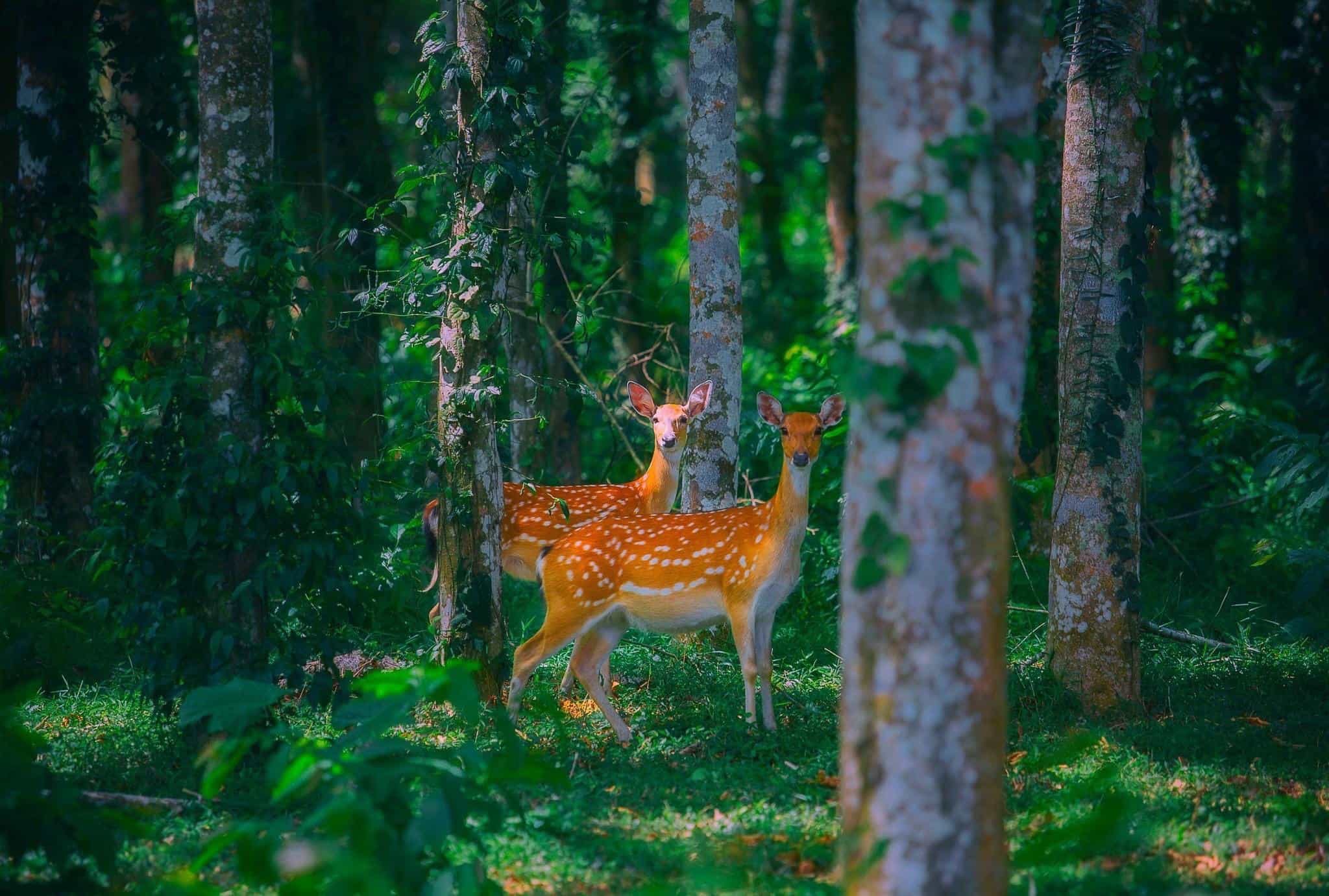 trekking background